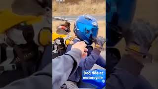 Dog Ride at Motorcycle