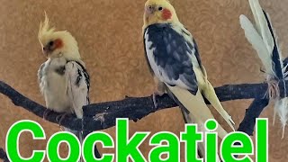 Family Cockatiels male and female friends.  Cockatiels company #Корелла #СемьяКорелла