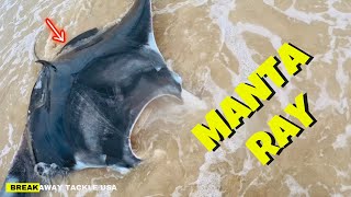 Manta Ray The Most Intelligent Fish. Breakaway Shark Fishing Team.