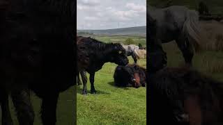 British Cows Chilling With Horse