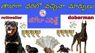 Top 5 Dogs Prices In India | part 2 | Telugu | Taju logics