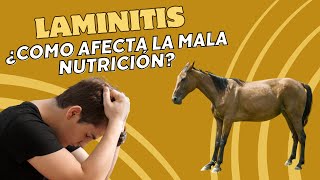 Laminitis Equina (como afecta la mala nutrición)