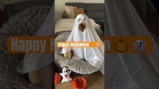 Ghost Dog strikes again this Halloween 🎃👻 #cutedog #halloween #doglover