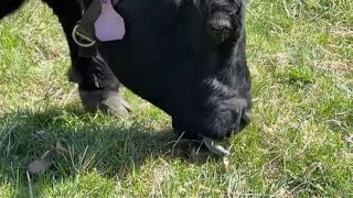 Belted Galloway Grazing Time (Slo-Mo) Belted Galloway Homestead