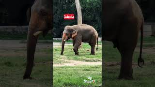 இந்தியாவின் பழமையான உயிரியல் பூங்கா 🐘🐼🐯 #zoo #animals #trending #viralvideo #mysore