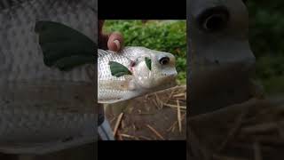 ANEH!!IKAN INI GAK ADA MULUTNYA#pasermania #shortsvideo #shortsviral#viral