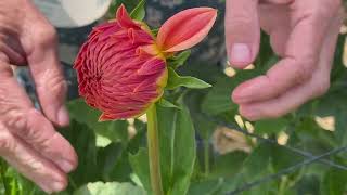 192.  Disbudding a lot of dahlia blooms. Disbudding benefits your plants, tubers, and blooms.