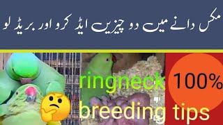 Ringneck Breeding Tips/ Ringneck Se Breed Lene ka Tarika/ Urdu Hindi