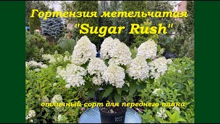 Гортензия метельчатая "Шугар Раш" Hydrangea paniculata "Sugar Rush"