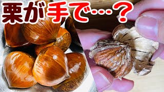 【栗の剥き方】鬼皮を手で剥く方法