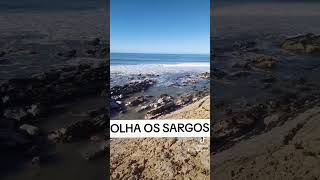 QUANDO CHEIRA A SARGOS 🐟