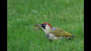 Green Woodpecker looking for ants