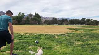 Billy Candelaria and Papaya Playing in the Meadow