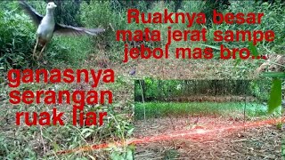 Jerat Ruak Ruak Besar dan Ganas sampai tali jerat putus