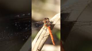 Common Darter dragonfly darting