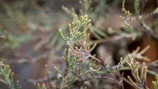 Health ID: Spring Foliage Drop