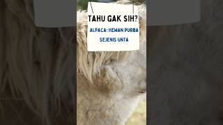 ALPACA HEWAN PURBA