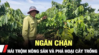 Ngăn chặn hái trộm nông sản và phá hoại cây trồng