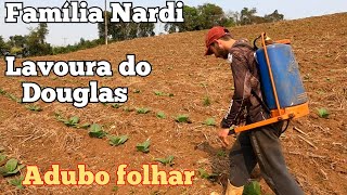 Como está a lavoura de tabaco do Douglas. Fazendo aplicação de adubo foliar no tabaco.