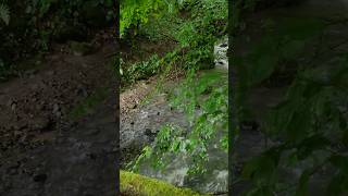 Mountain stream #creek #brook #springwater #wilderness #woodenbridge #mountainstrean  #forest