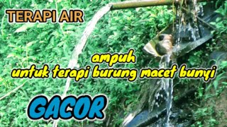 Terapi Air Untuk Semua Burung Macet Bunyi #Suara Gemericik Air Terapi Burung