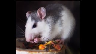 Cute hamster eating