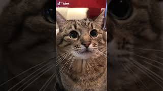 КОТ в Tik Tok FUNNY cats #степа #тикток ☺️