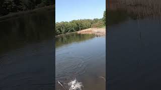 largemouth takes a homemade popper. #pennsylvaniafishing #bassfishing   #fishing