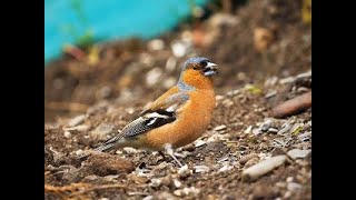 Chaffinch bird chewing food