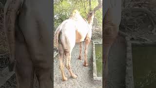 #desert #beautiful #camel #video #viral