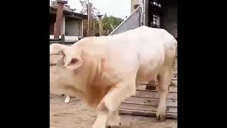 heavy cow Best Animals compilation 2021| #shorts | Top Viral Animal Videos