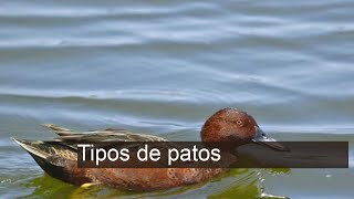 Descubra os Fascinantes Tipos de Patos: Curiosidades e Características Incríveis!