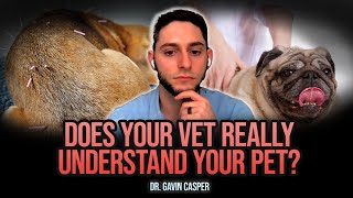 Why Your Pet Needs Alternative Therapies | Gussy's Gut