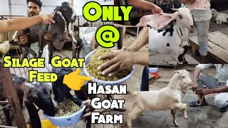 Sasta Bakriyo Ka Chara | Silage Goat Feed |Only @ Hasan Goat Farm| Charminar Hyderabad