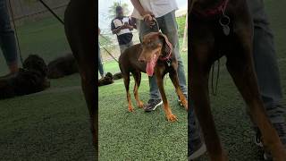 Doberman corner #dog #shorts #doberman