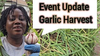 Event Update And Garlic Harvest 🍻🌱🧄 [Zone 7B Waldorf MD Gardening]🧄