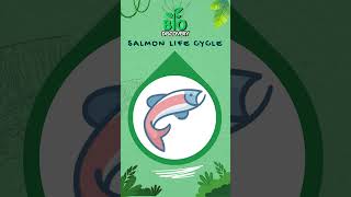 salmon life cycle #biology #educationalvideo #biodiversity #biologismp #biologyclass12 #biologynotes