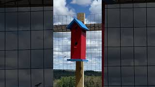 Bluebirds making a nest in my orchard Maine