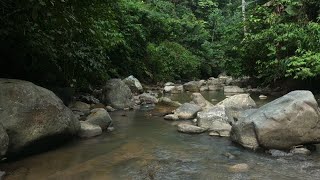 Relaxing River Sounds #Nature #Meditation #Forest #BirdSinging #Shorts