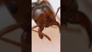 Avoid This Deadly Ant because it does This When It bites (or stings) you. #tiktok #shorts #ants #fyp