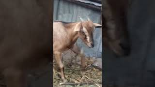 My Goat immediately turned blind after a dangerous snake spit in her eyes..