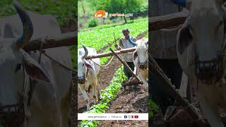 Farmer Quote | Motivational quotes Telugu II Inspirational Quotes II Telugu Quotes