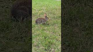 Rabbit #rabbit #viralvideos #shorts #shortsviral #shortsfeed