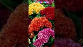 How to collect  coocks comb plant seeds #plants #houseplants #viralvideo #gardenista