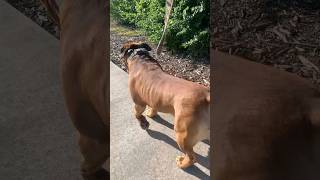 Beautiful Boerboel Made Sully #boerboel #shortsfeed #trending