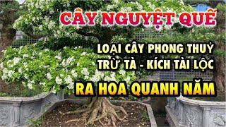 Phong thủy cây nguyệt quế - cây nguyệt quế hợp mệnh nào