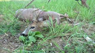 Az érdekes bak elejtése | Őzbak vadászat | Jakele J1 -  Roebuck hunting in Hungary