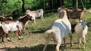 goat farming video | goat video | goats video