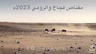 #مقناص فجاخ والرومي 2023م #السودان #الكويت #saluki #grehounddog