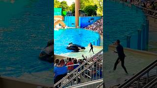 Do you dare to pet killer  #whale #orca #seaworld #fun #travel